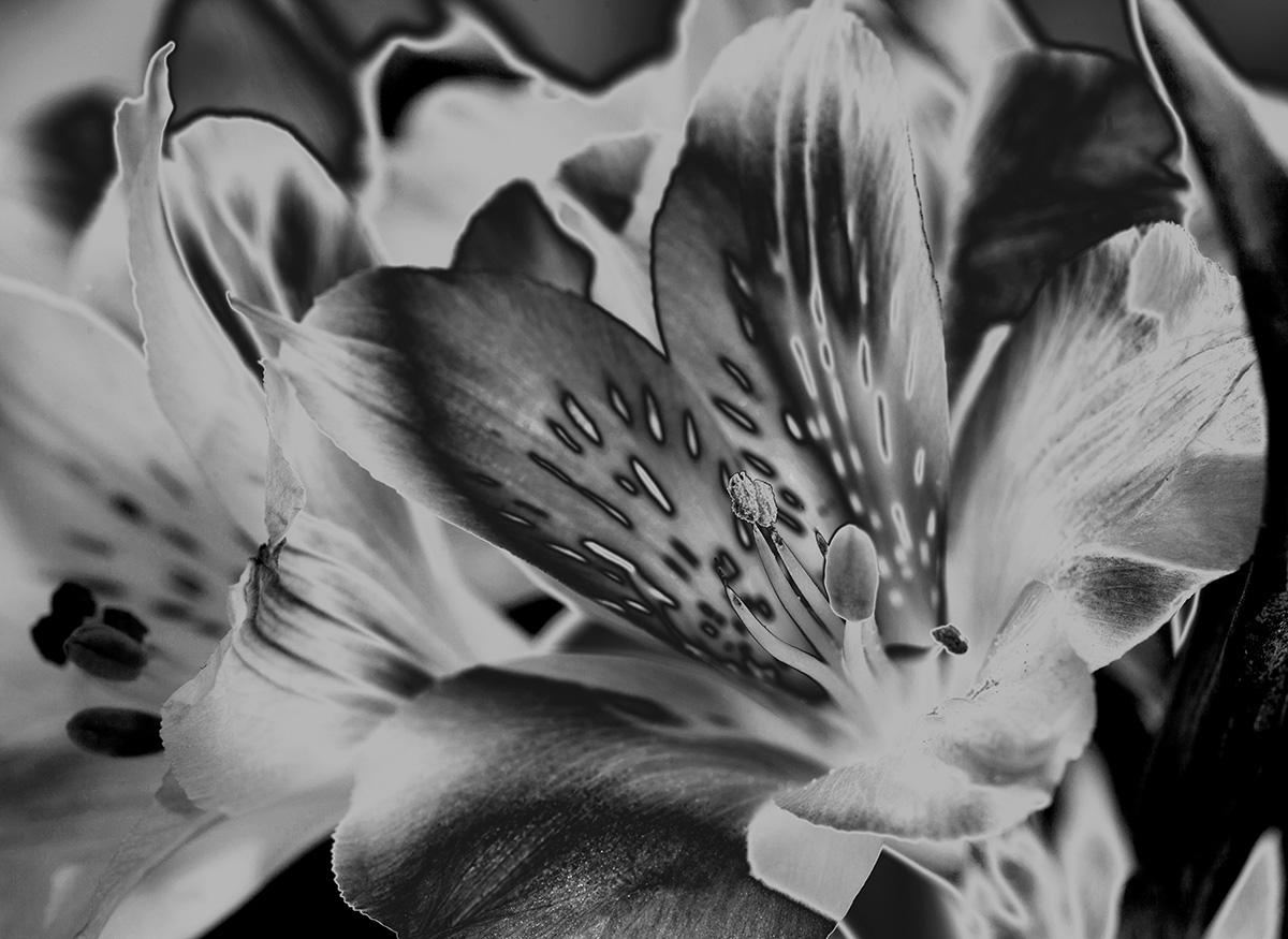 Indira Cesarine Still-Life Photograph - "Les Lys Fleurissent" Photography, Archival Ink on Aluminum, Black & White