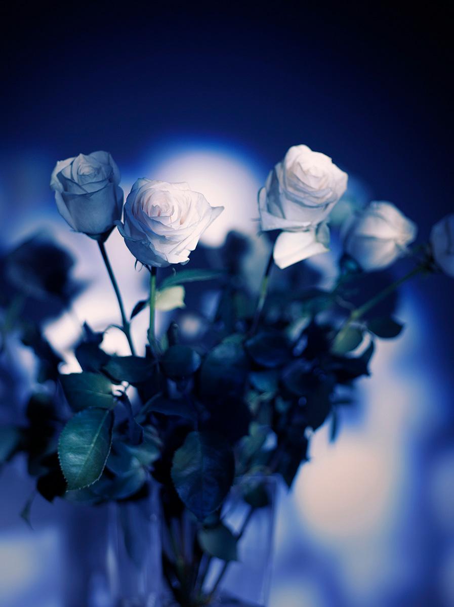 „Les Roses Blanches La Nuit Bleue“ Fotografie, Archivtinte auf Aluminium – Photograph von Indira Cesarine