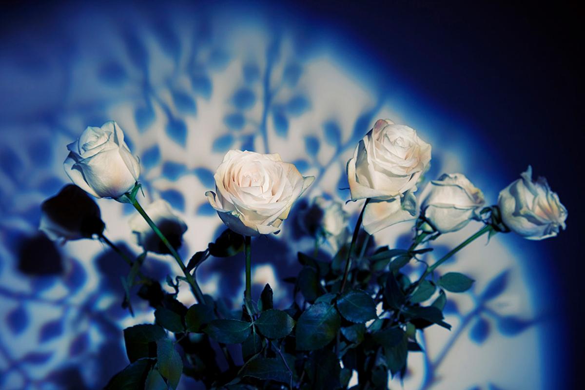 Figurative Photograph Indira Cesarine - Photographie couleur « Les Roses Blanches Sont Innocents », encre d'archives sur aluminium