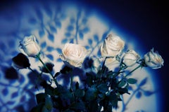 "Les Roses Blanches Sont Innocents" Color Photography, Archival Ink on Aluminum