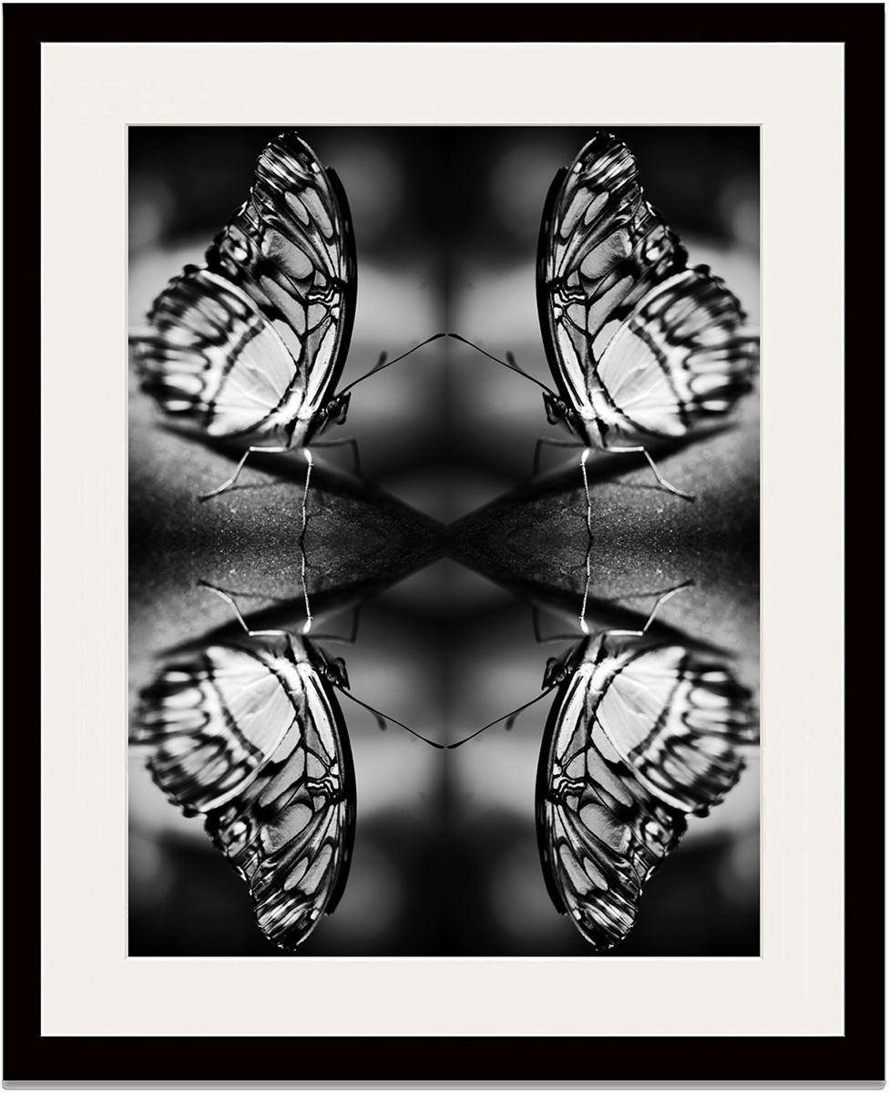 Photographie « Papiliones No 1 », impression photographique d'archives, encadrée en vente 1
