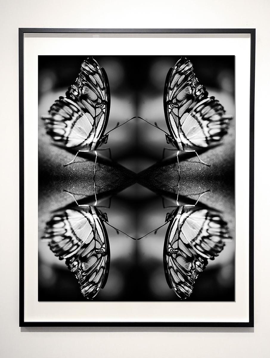 Photographie « Papiliones No 1 », impression photographique d'archives, encadrée en vente 2