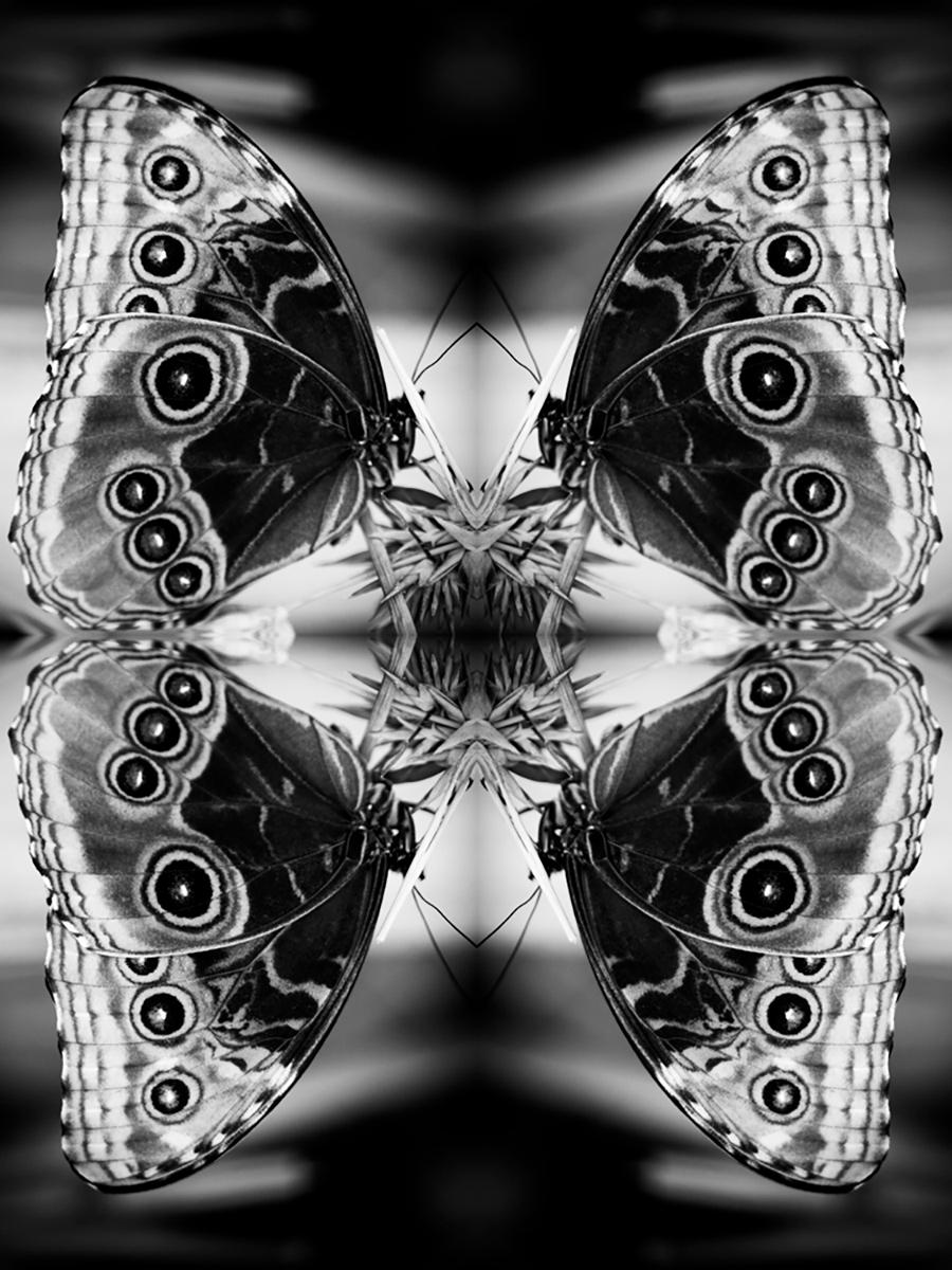 "Papiliones No 2" B&W Photography, Archival Ink on Satin Paper, Figurative
