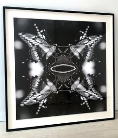 "Papiliones No 3" Photography, Archival Ink on Satin Paper, Mounted and Framed