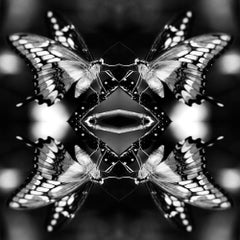 "Papiliones No 3" Photography, Archival Ink on Satin Paper, Mounted and Framed