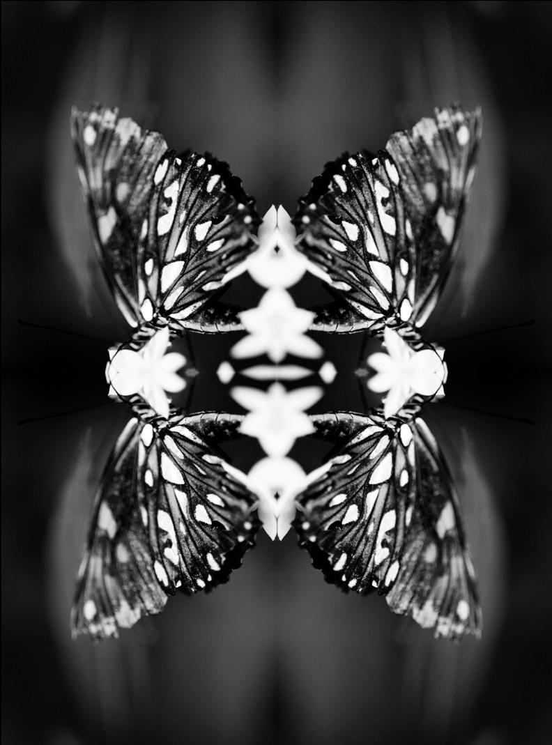 "Papiliones No 9" Photography, Archival Photographic Print on Fine Art Paper 
Dimensions: 40 x 30in (Limited Edition 4/6) Framed 48 x 36in, 
20 x 16in (Limited Edition 2/6) Framed 25 x 21in, 
14 x 11in (Limited Edition 2/6) Framed 21 x 17in
This