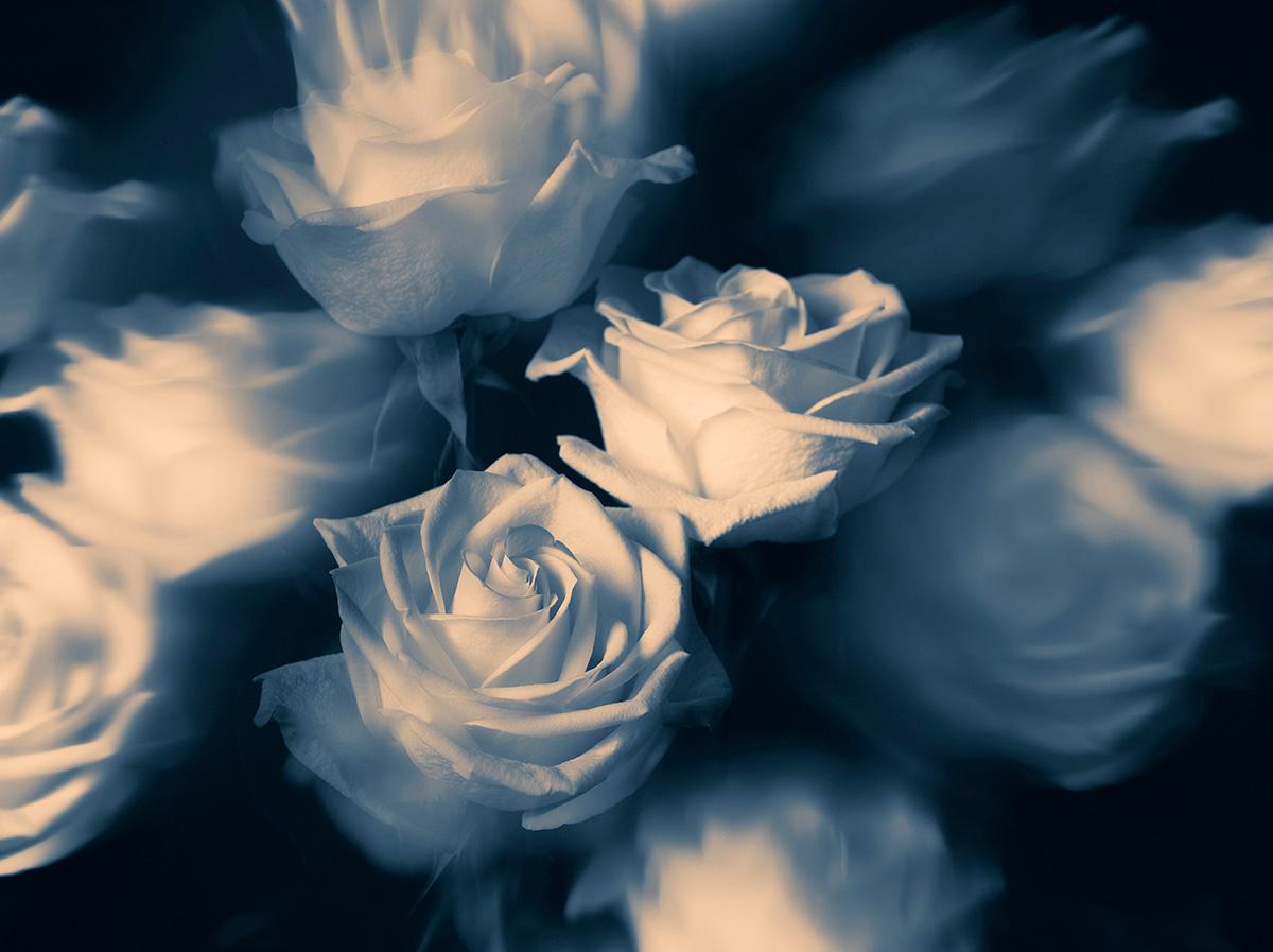 "Rêver de Roses Blues" Fotografie, Archivtinte auf Aluminium