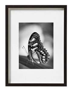 "Self Portrait as a Butterfly No 2" Photography, Archival Photographic Print