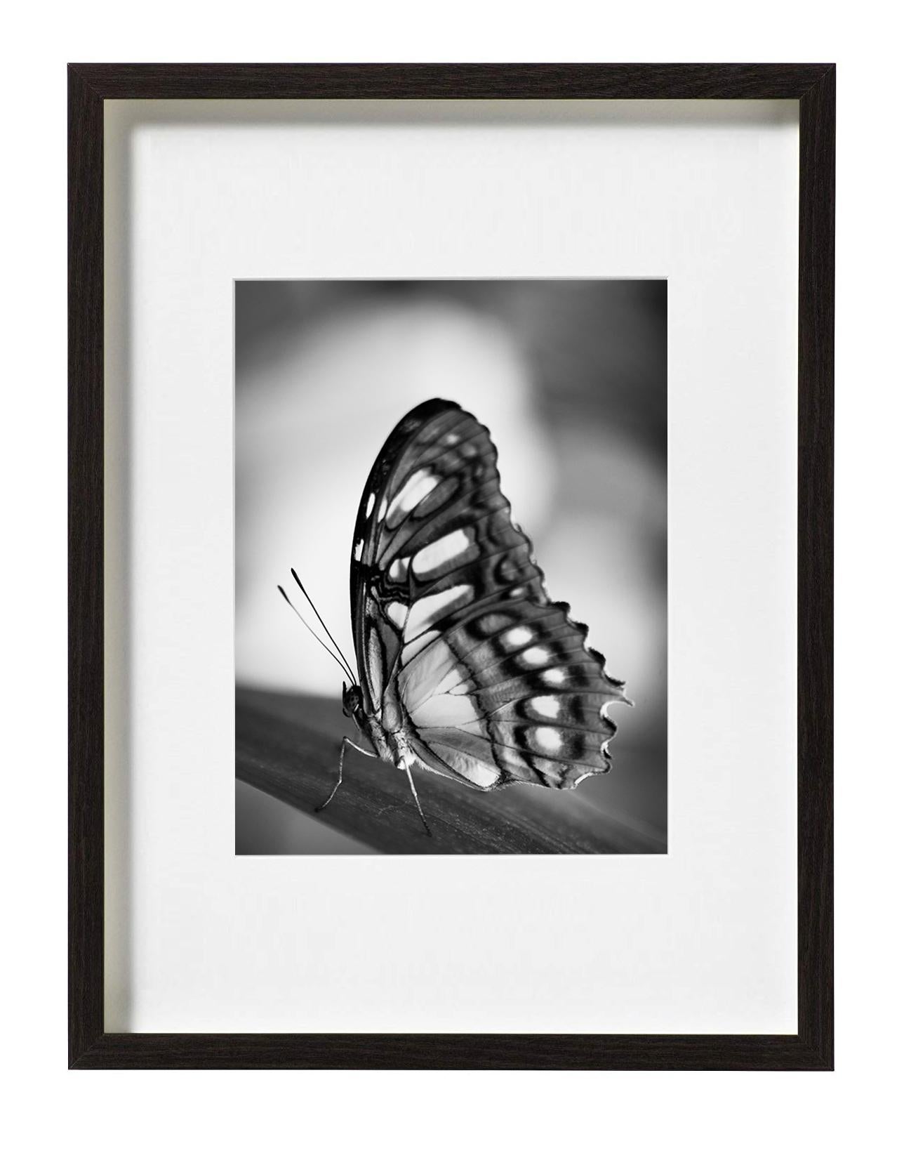 butterfly portrait