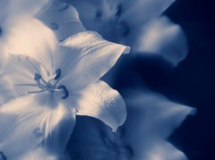 The Labyrinth - Blue Lillies, Medium Format Color Photography, Aluminum, Signed