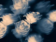 The Labyrinth - Rêver de Roses Bleues, Medium Format Color Photography, Aluminum