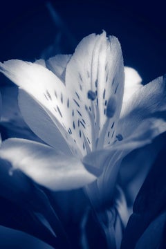 The Labyrinth - The Blue Lily, Medium Format Color Photography, Aluminum, Signed