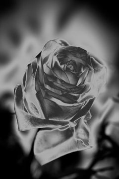„Une Rose Fleurit en Argent“ Fotografie, Archivtinte auf Aluminium