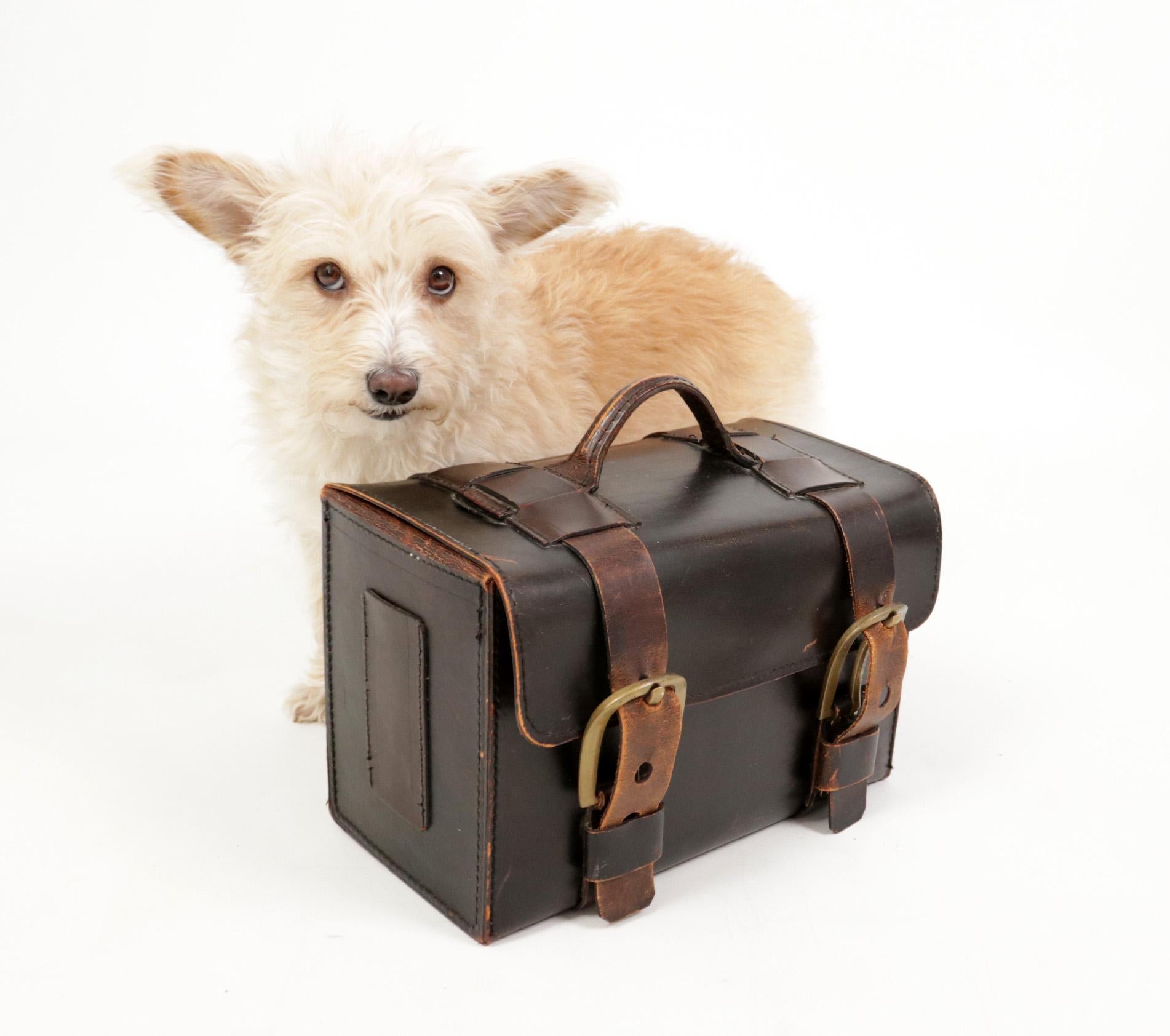 Rare Harness leather tool case from the 1930s with beautiful large sturdy brass buckles.
In very good condition and very decorative.
Also perfect to use.

