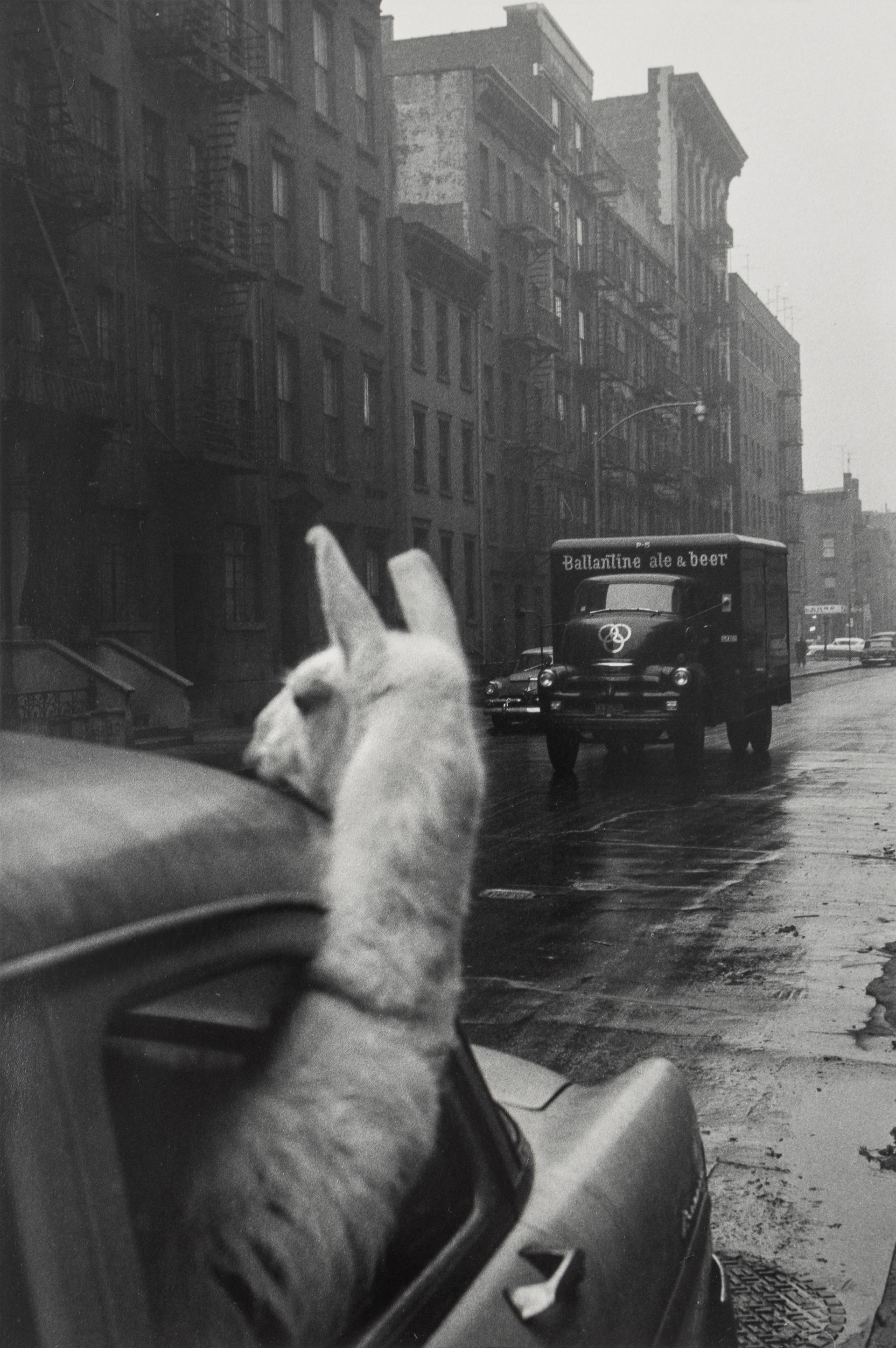 Una Llama en Times Square, Fotografía Humorística de Animales de Mediados de Siglo - Photograph de Inge Morath