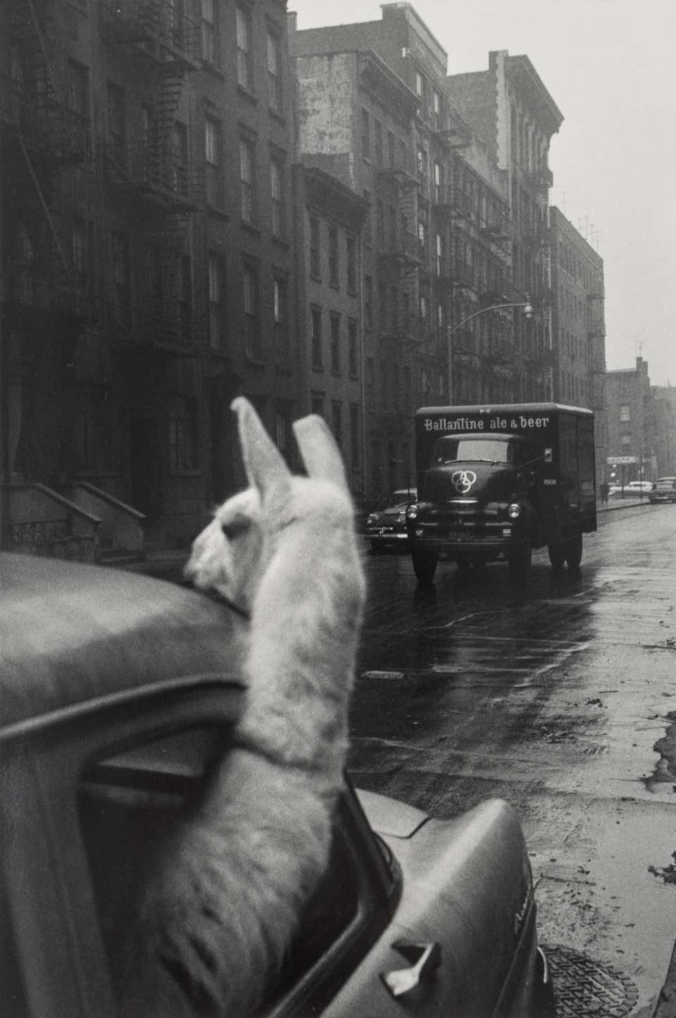 A Llama in Times Square, Mid Century Humorous Animal Photograph