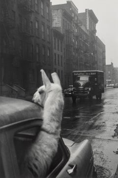 A Llama in Times Square, Mid Century Humorous Animal Photograph
