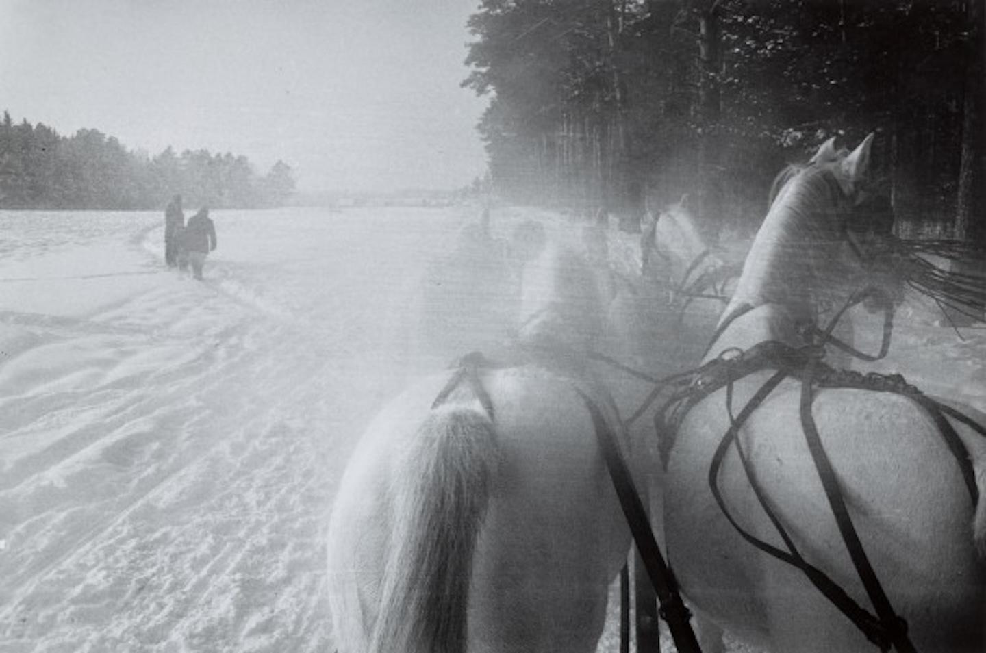Sleigh Horses, Moscow