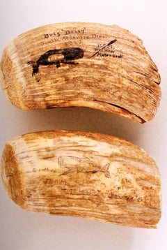 Ingeniosos artilugios, Scrimshaw curiosamente tallado, Museo Ballenero de New Bedford