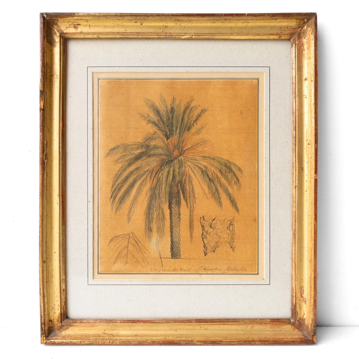 Antique Original Drawing

A very well-executed and attractive study of a palm tree in ink and wash on watermarked brown paper.

Inscribed by Flaxman’s hand ‘In the Garden of Convent of St. Bonaventura. Palatine Hill.’

John Flaxman RA (1755-1826),