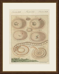 Insect Pit Traps in Sand, Antique Bertuch Print, circa 1805