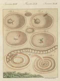 Insect Pit Traps in Sand, Antique Bertuch Print, circa 1805
