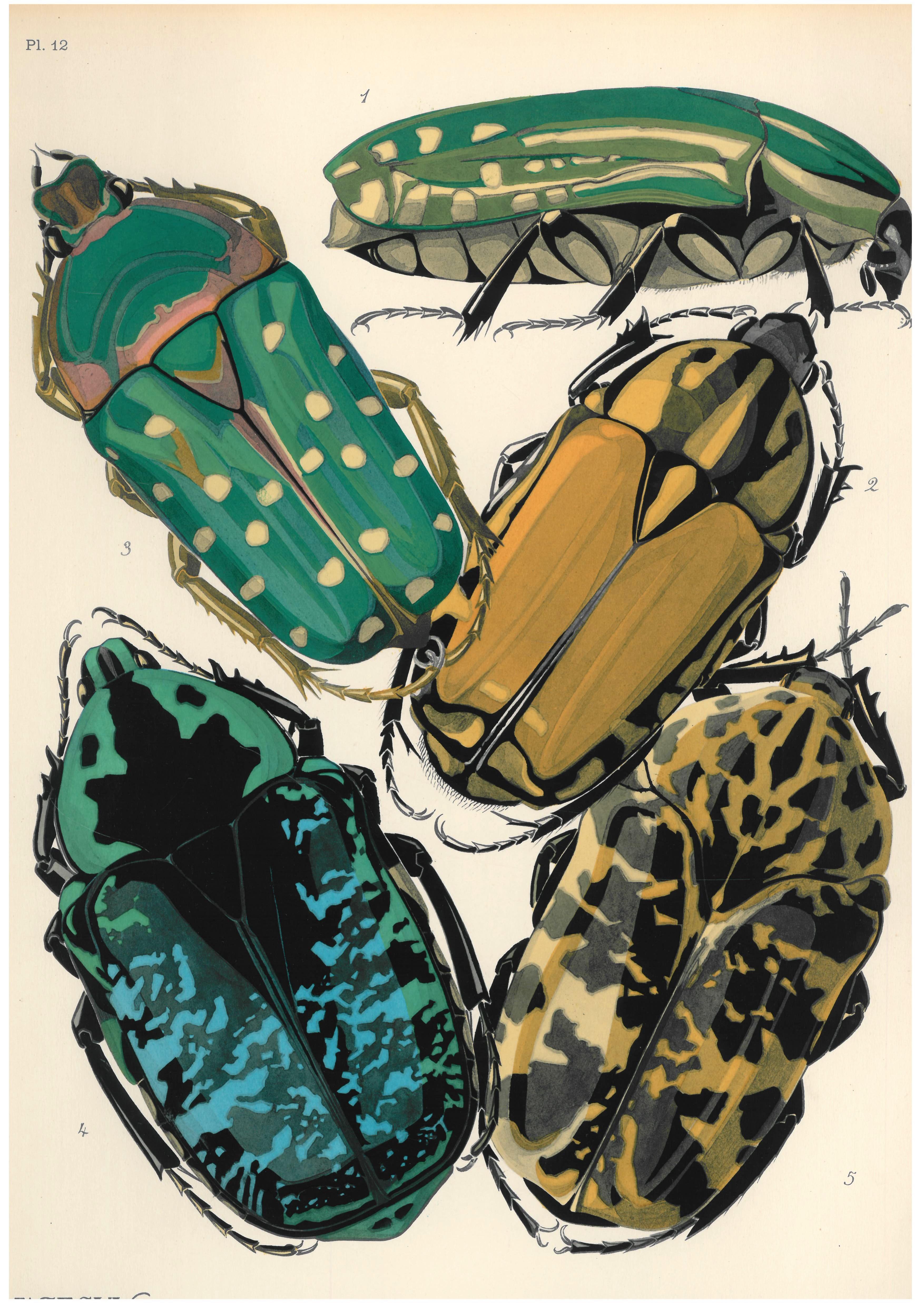 Paper Insectes E.A. Seguy Portfolio of 20 Beautiful Pochoir Plates