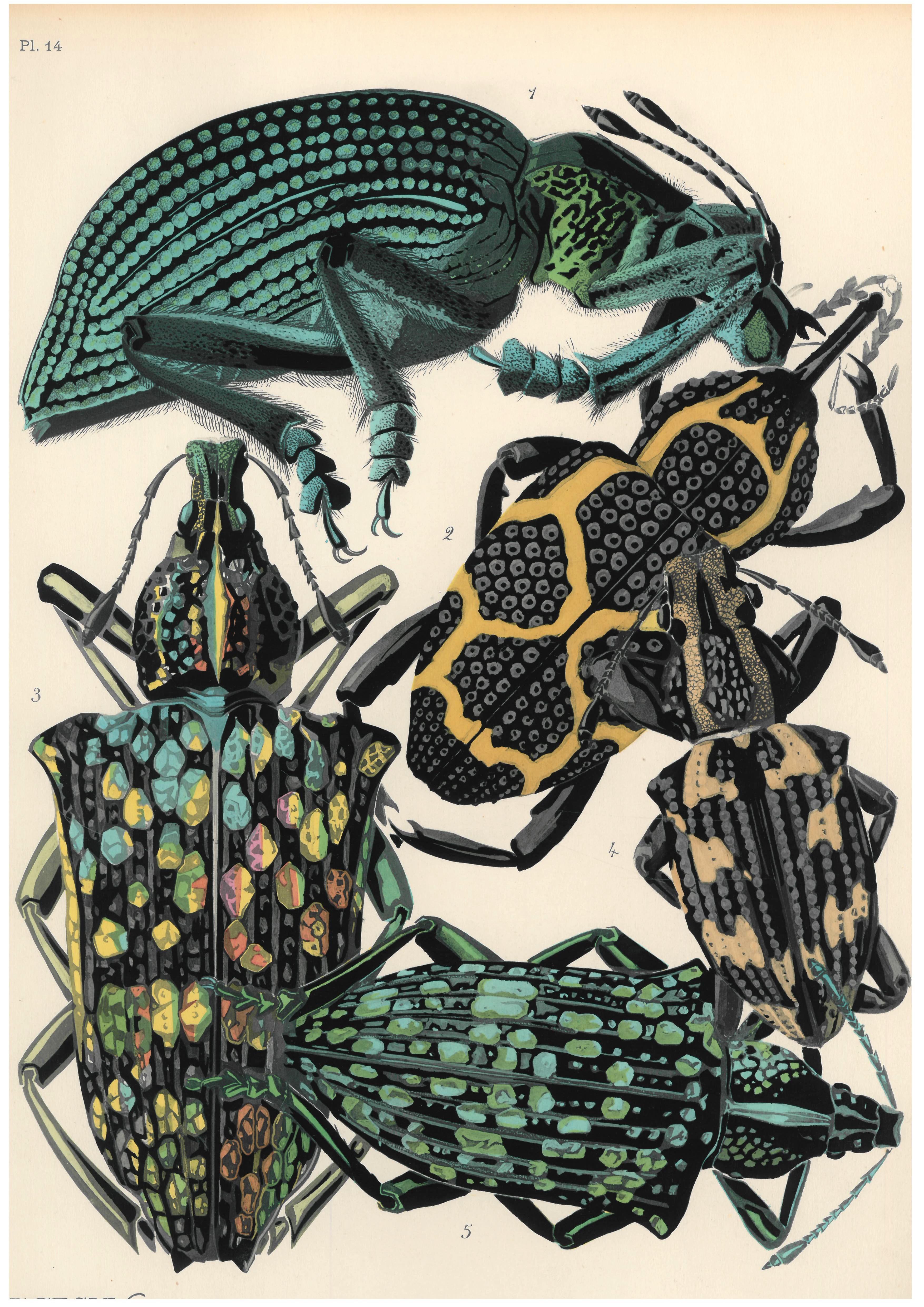 Insectes E.A. Seguy Portfolio of 20 Beautiful Pochoir Plates 1