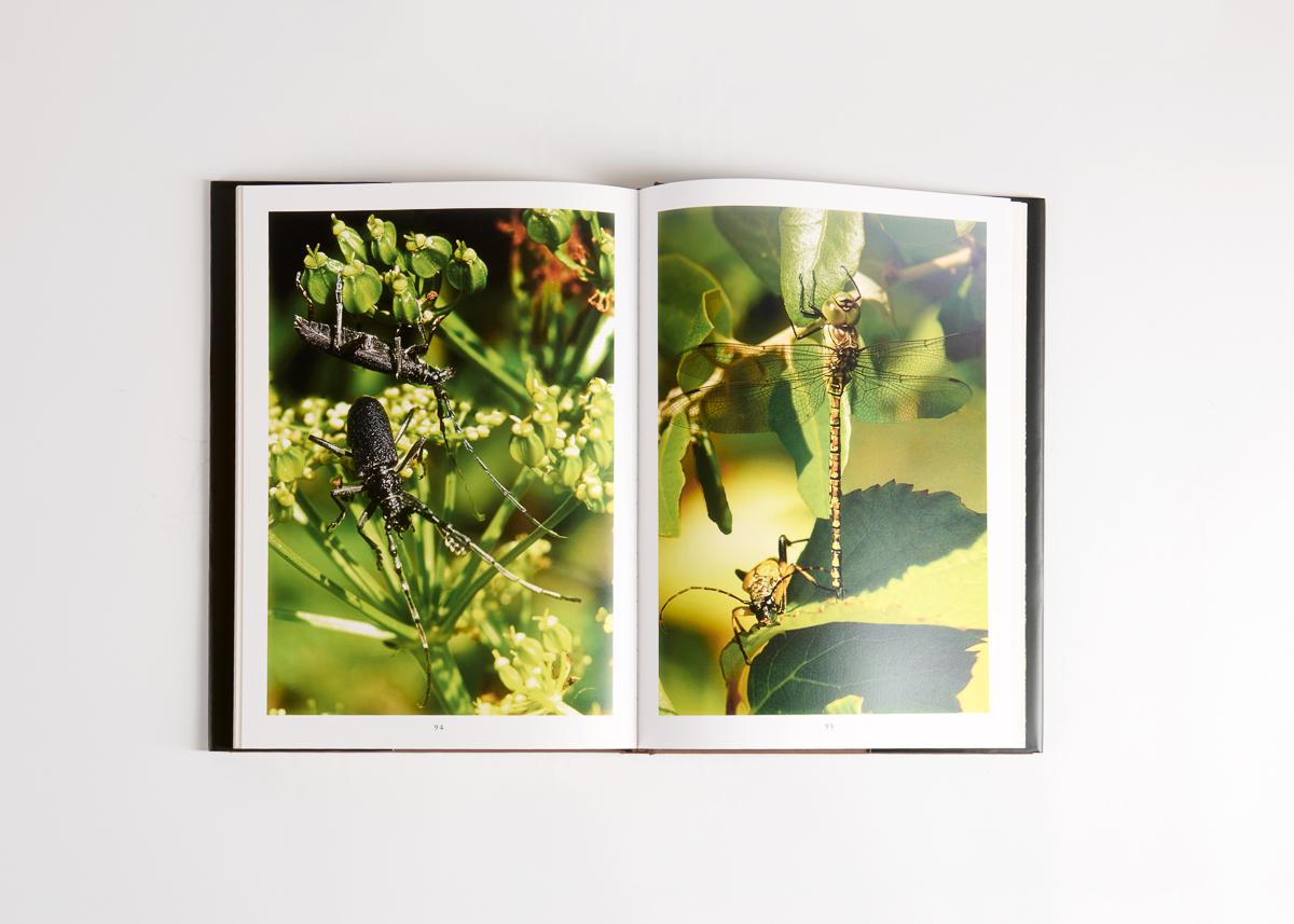 Two large, color books about insects by the artist and architect Thierry Despont.

Né en France, Thierry Despont a étudié à l'École des Beaux-Arts de Paris et a obtenu un master en design urbain à Harvard. Après avoir fondé son cabinet