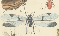 Insects Print: Dragonflies, Grasshoppers, Stick Insects & True Bugs – 1867