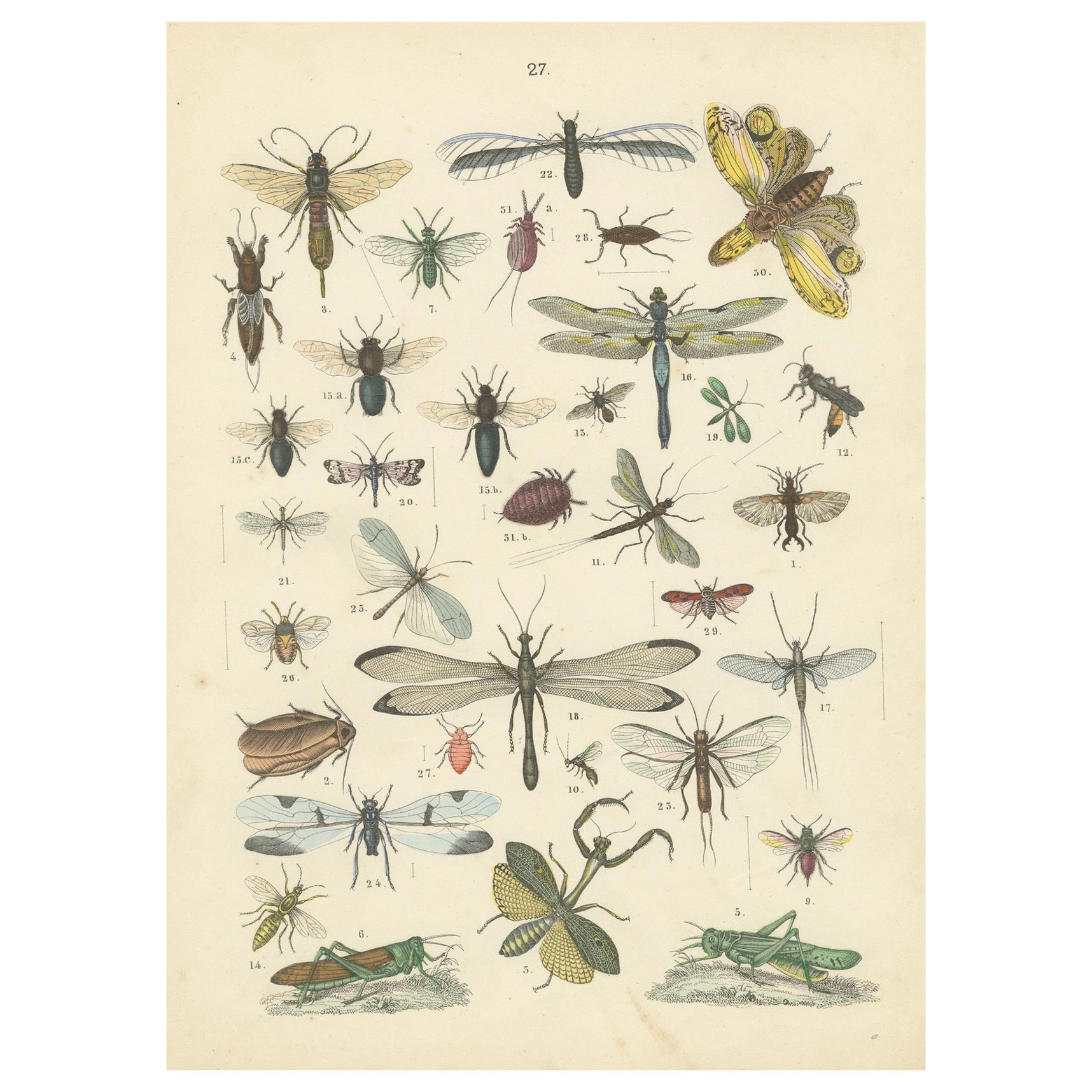 Insects Print: Dragonflies, Grasshoppers, Stick Insects & True Bugs – 1867