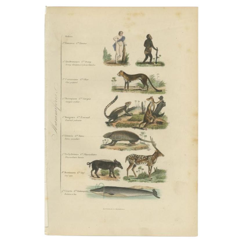 Antique print titled 'Mammiféres'. Print of various mammals. This print originates from 'Musée d'Histoire Naturelle' by M. Achille Comte. 

Artists and Engravers: Published by Gustave Havard

Condition: Good, general age-related toning and some