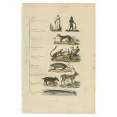Interesting and Decorative Antique Print of Various Mammals and Humans, 1854