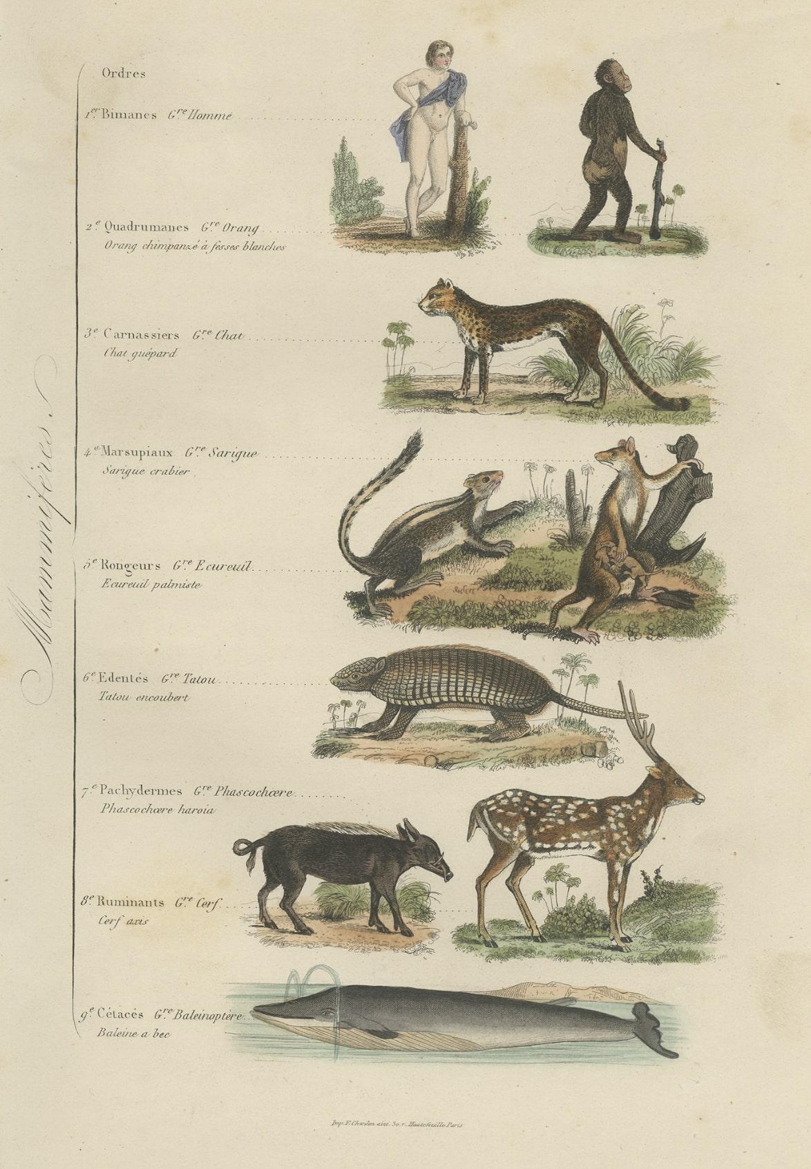 Paper Interesting and Decorative Antique Print of Various Mammals and Humans, 1854 For Sale