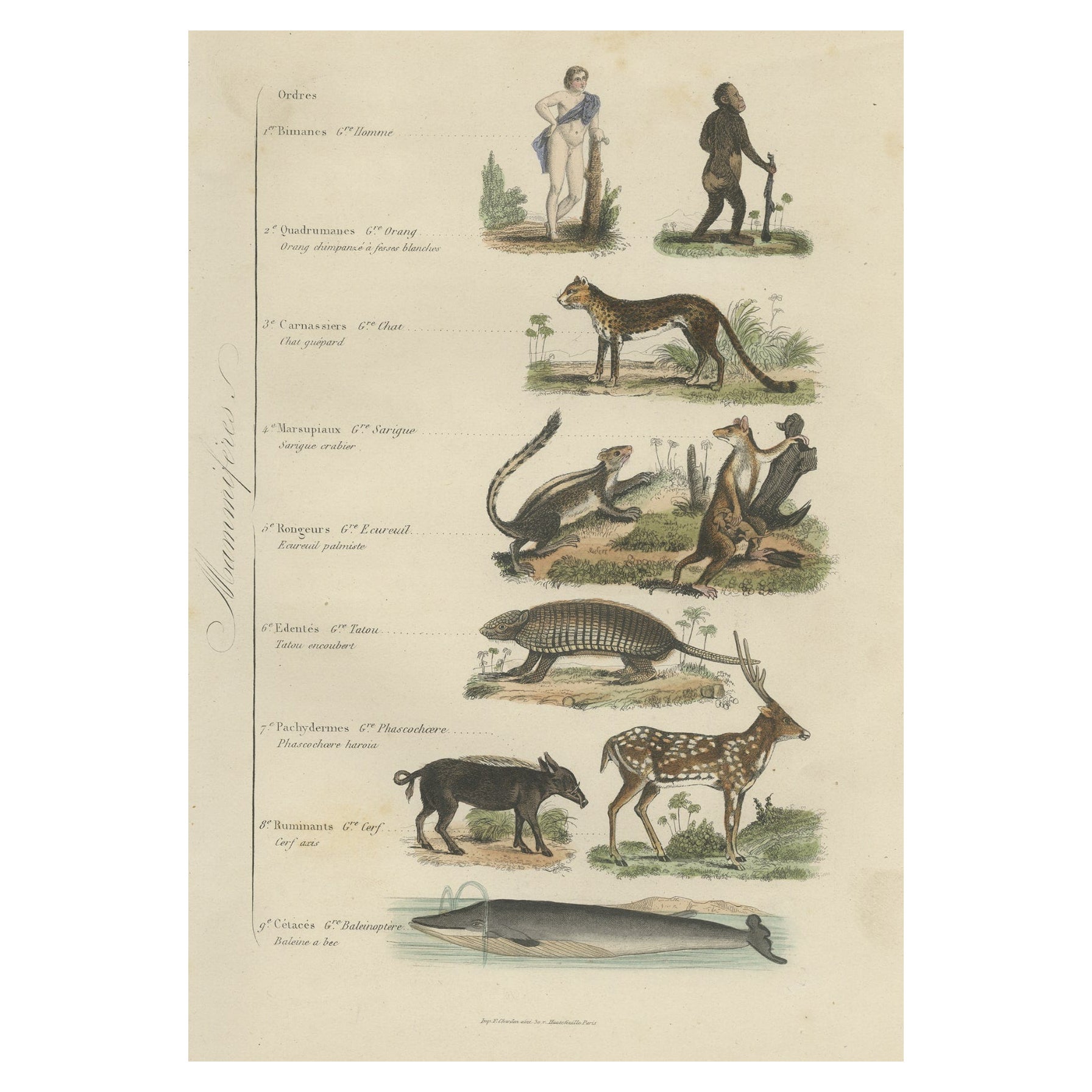 Interessanter und dekorativer antiker Druck verschiedener Mammals und Humans, 1854