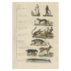 Interessanter und dekorativer antiker Druck verschiedener Mammals und Humans, 1854