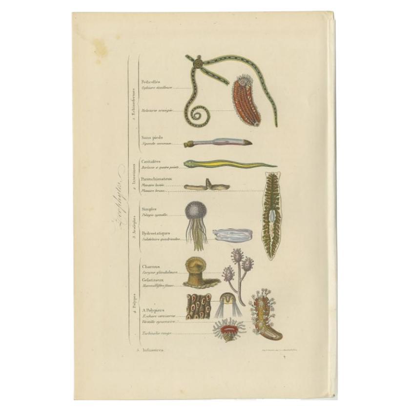 Stampa antica dal titolo 'Zoophytes'. Stampa di vari zoofiti. Questa stampa proviene da 