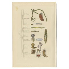 Interesting and Decorative Antique Print of Various Zoophytes, 1854