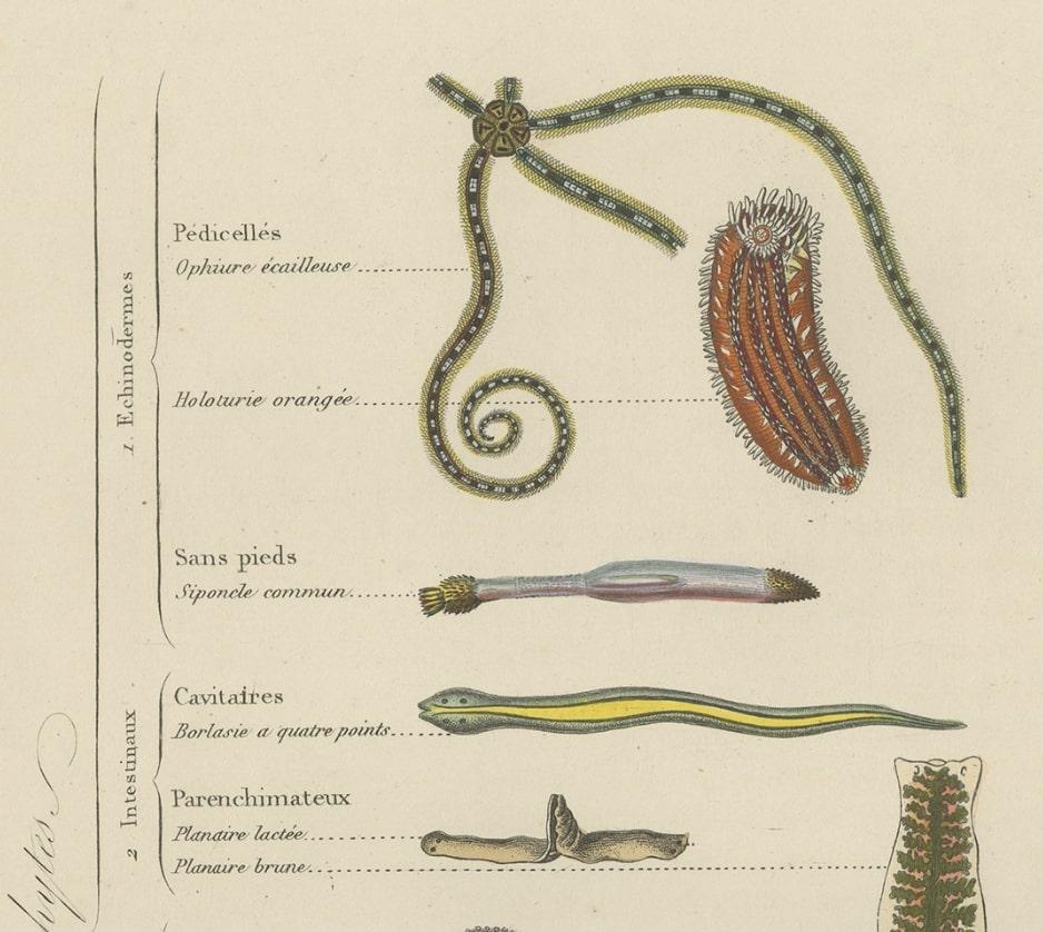 Impression ancienne intéressante et décorative de divers zoophytes, 1854 en vente 2