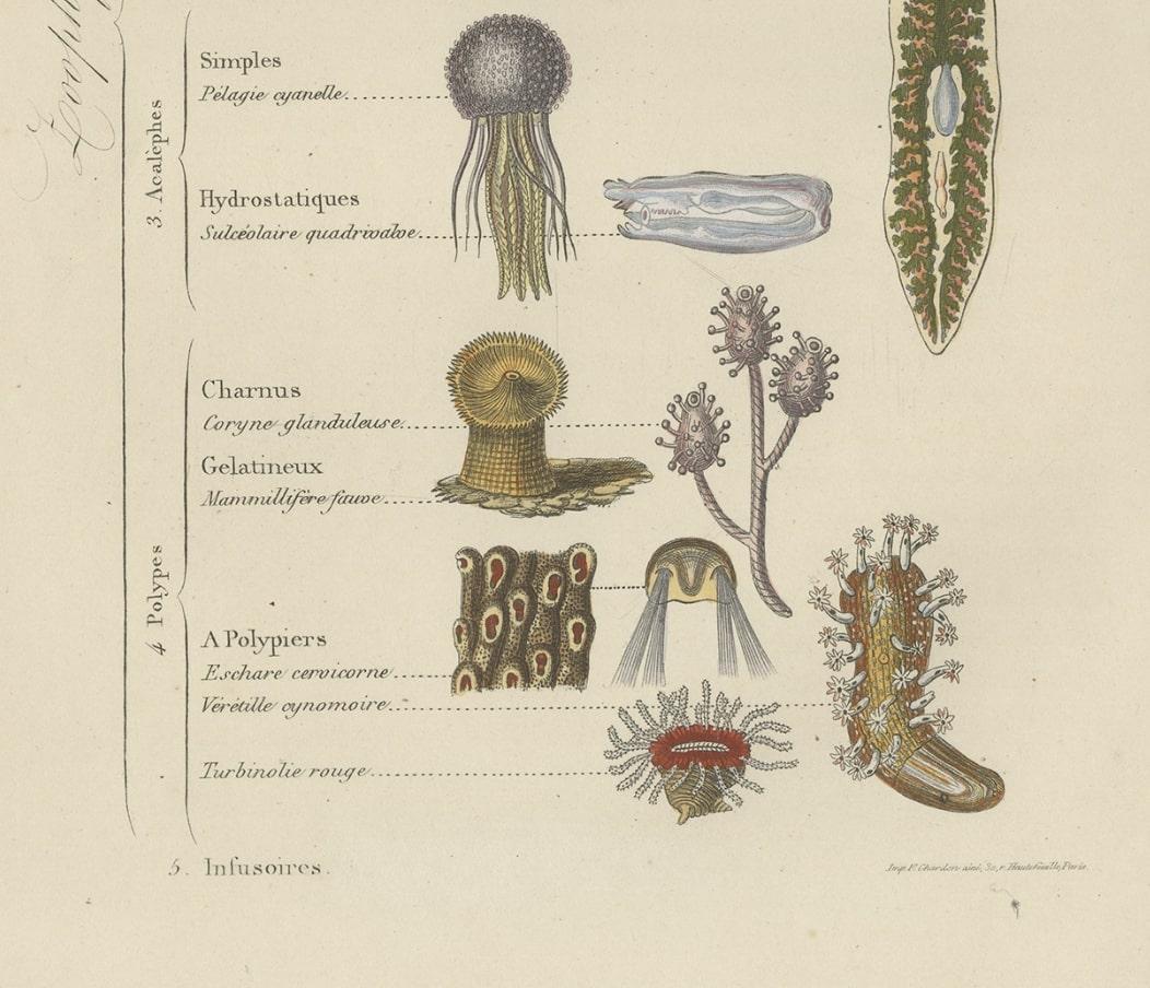 Impression ancienne intéressante et décorative de divers zoophytes, 1854 en vente 3
