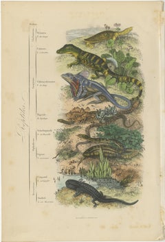 Interesting and Decorative Original Hand-Colored Antique Print of Reptiles, 1854