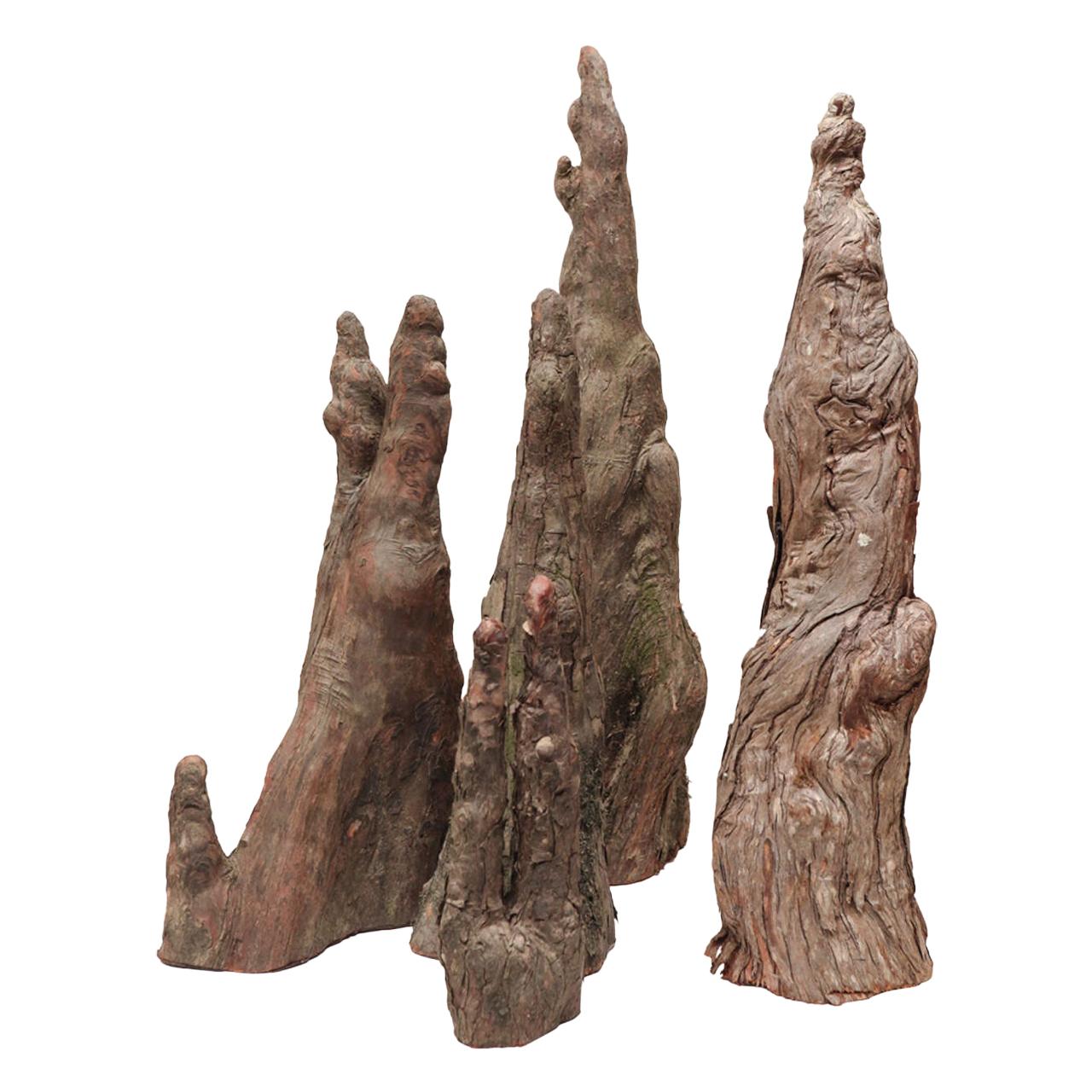 Interessanter Satz von 5 skulpturalen Knien aus Zypresse, organische Kunst