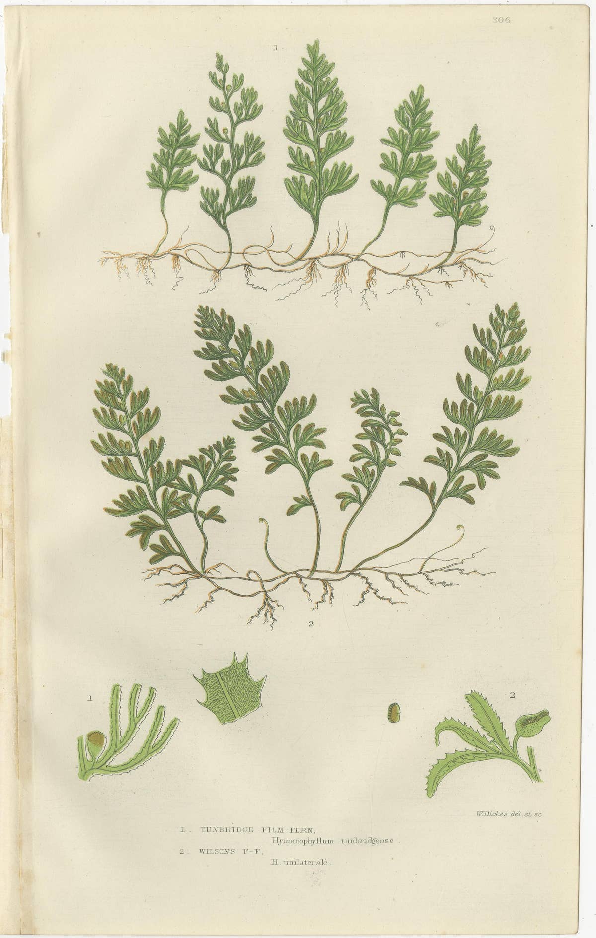 Interrupted Club Moss, Marsh Club Moss and Alpine Club Moss – Botanicals of 1873