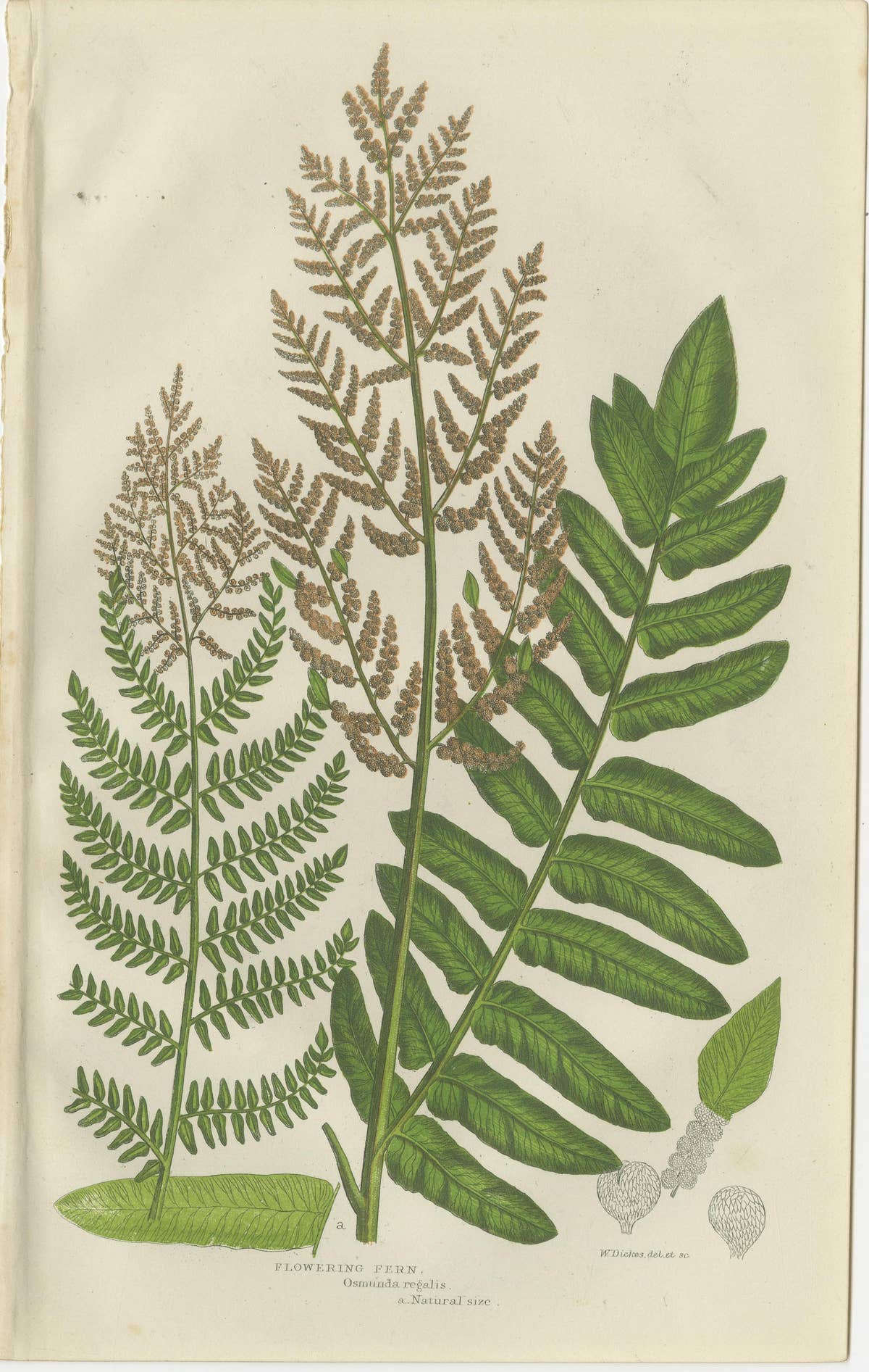 Interrupted Club Moss, Marsh Club Moss and Alpine Club Moss – Botanicals of 1873