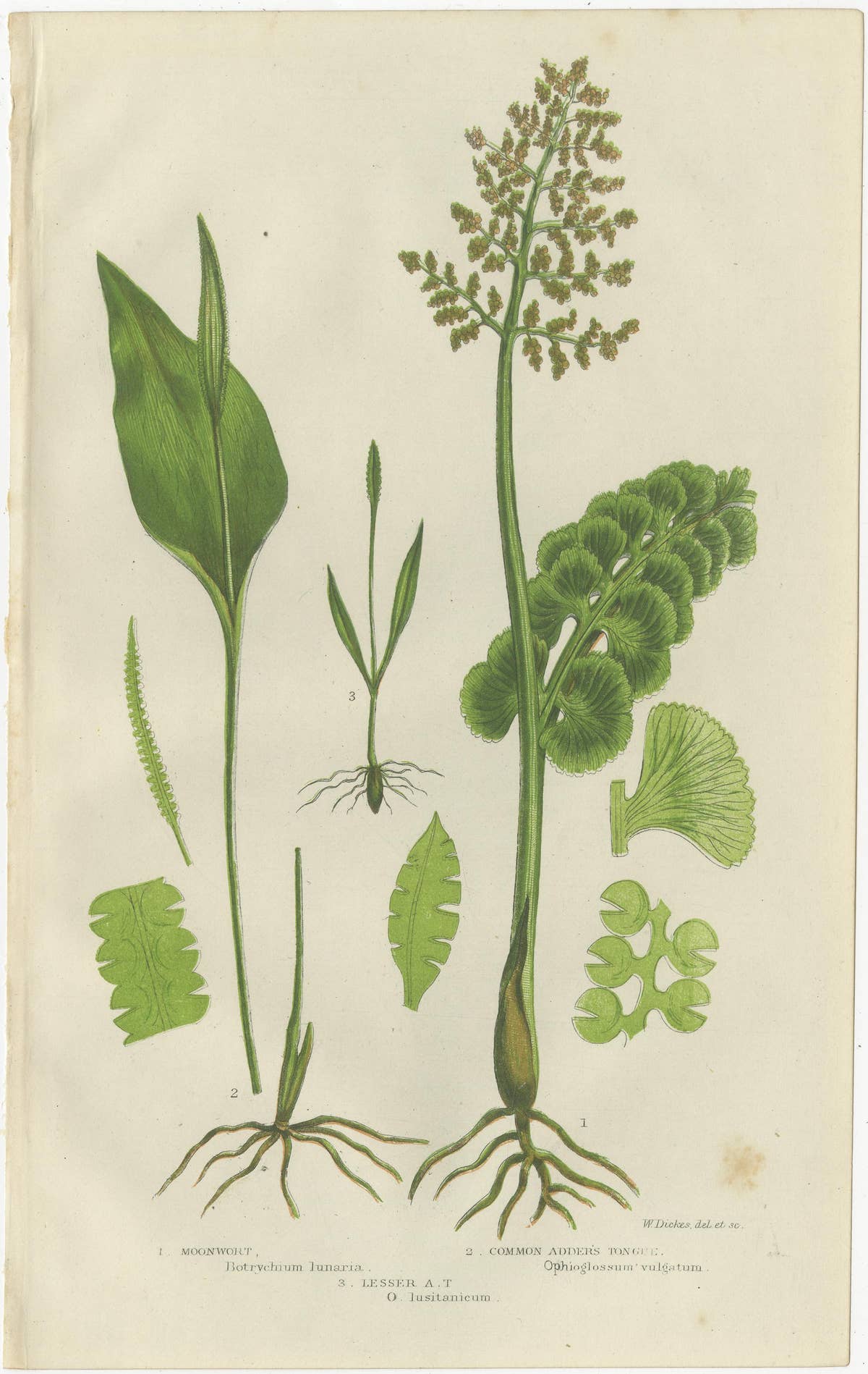 Interrupted Club Moss, Marsh Club Moss and Alpine Club Moss – Botanicals of 1873