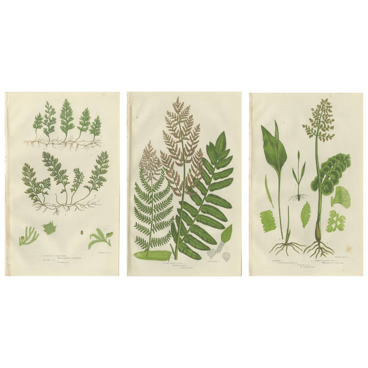 Interrupted Club Moss, Marsh Club Moss and Alpine Club Moss – Botanicals of 1873