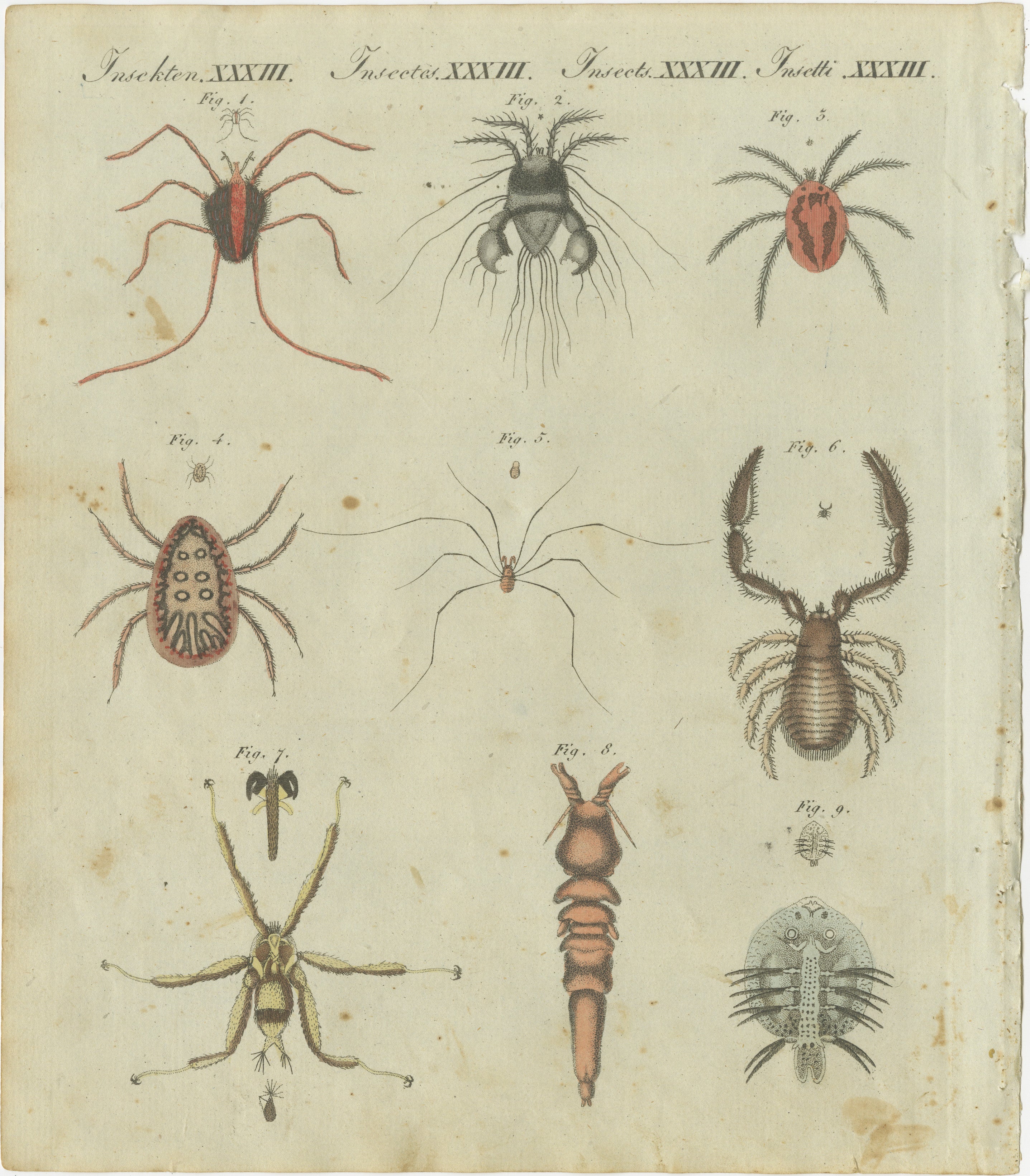 Title: Engraving of Arachnids and Insects from Early 19th-Century Natural History Collection

Description:  
This detailed engraving, part of an early 19th-century natural history compendium, depicts a fascinating array of arachnids and insects. The