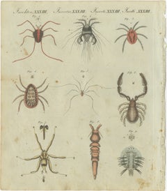 Intricate Arachnids and Insects: Hand-Colored Engraving Published in 1805