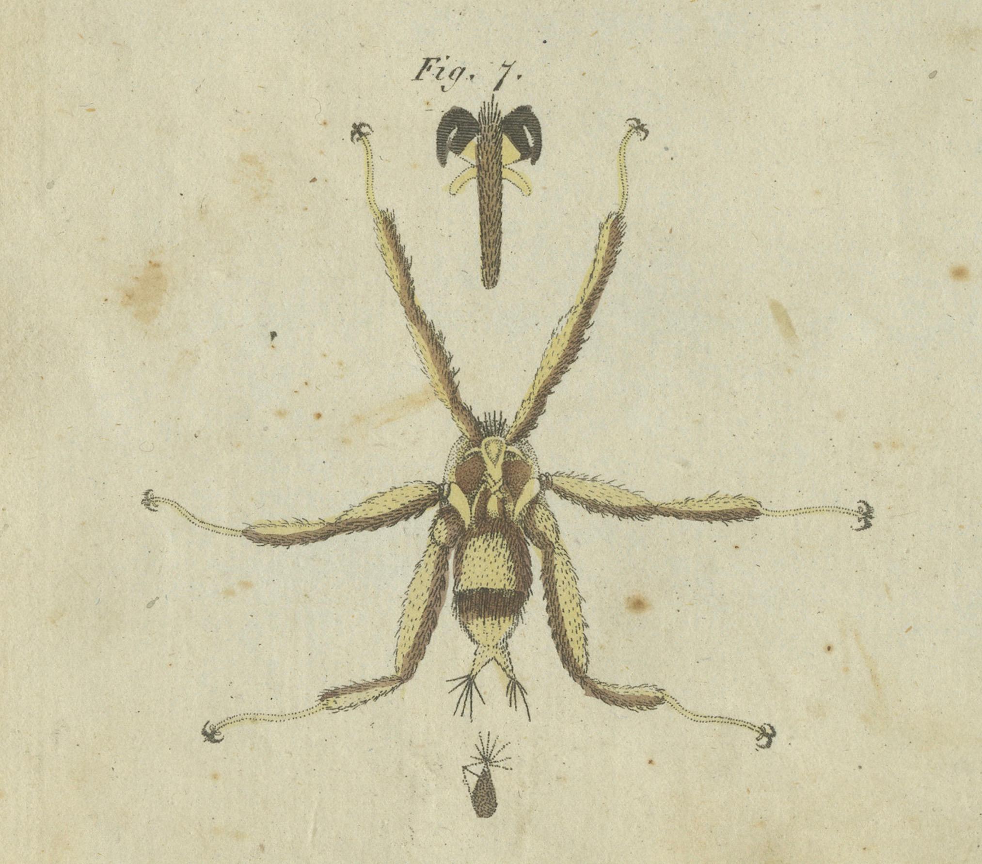 Engraved Intricate Arachnids and Insects: Hand-Colored Engraving Published in 1805 For Sale