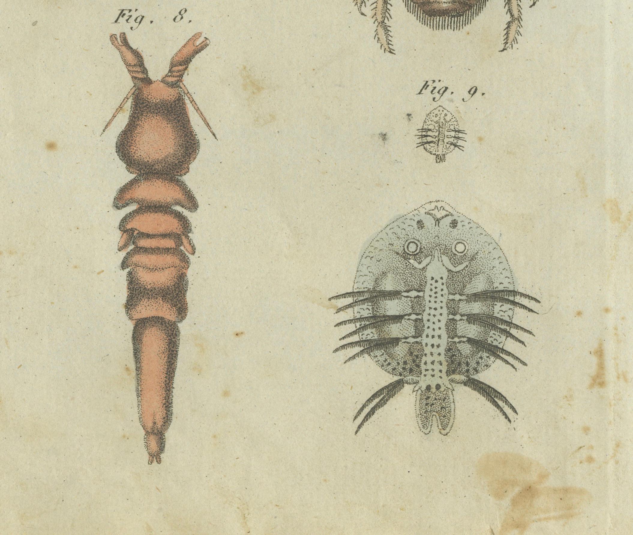 Intricate Arachnids and Insects: Hand-Colored Engraving Published in 1805 In Good Condition For Sale In Langweer, NL